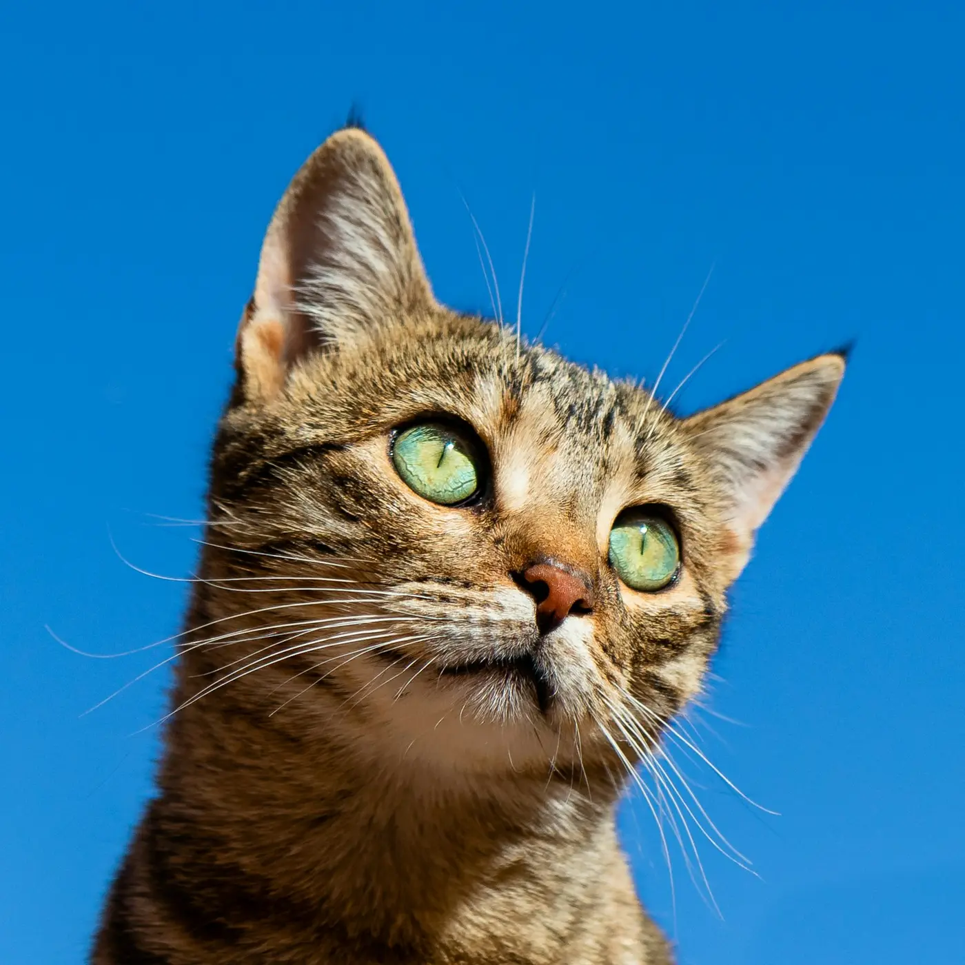 Eine getigerte Katze mit grünen Augen blickt nach oben