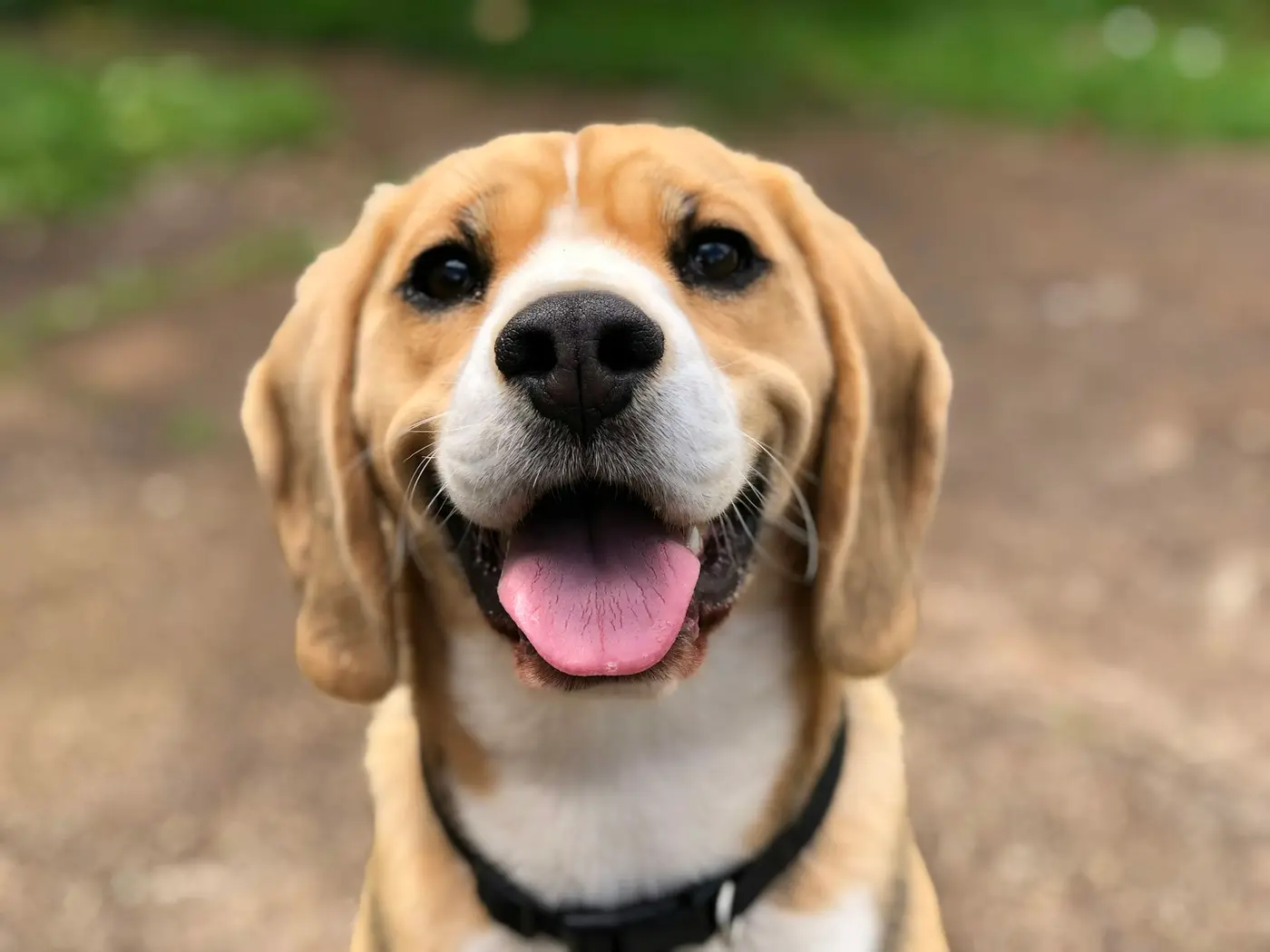 Ein lächelnder Beagle schaut in die Kamera