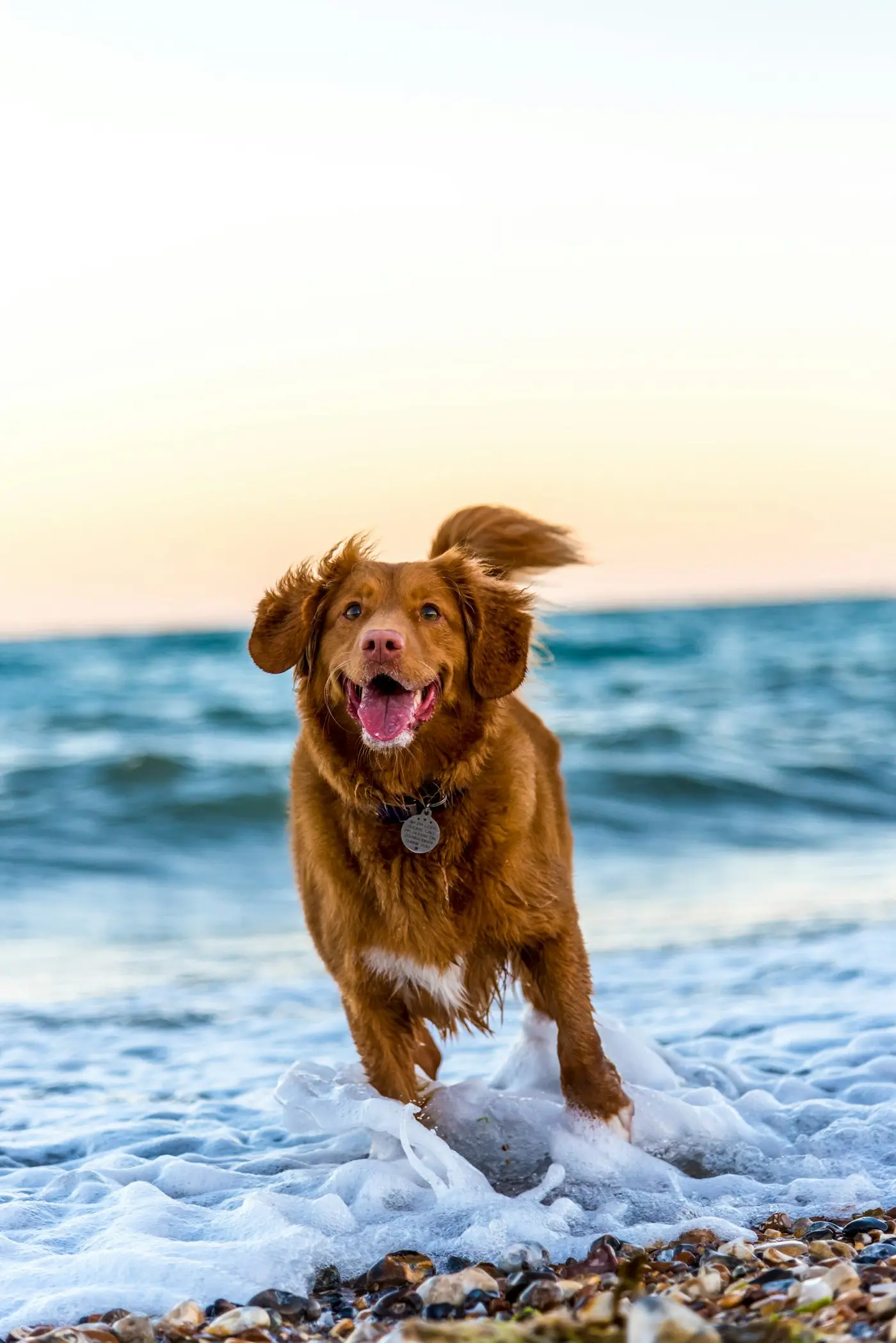 Ein Hund rennt am Meeresufer entlang