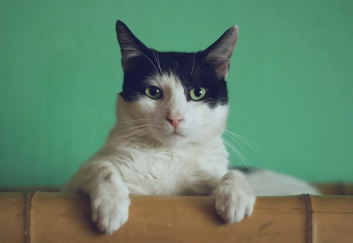 Um gato preto e branco espreita com curiosidade