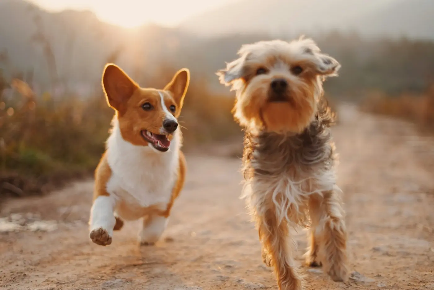 Dois cães felizes correm por um caminho